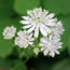 Astrantia major Snowstar
